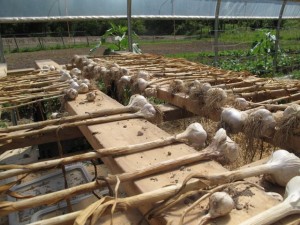Garlic curing in a greenhouse