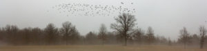 Header image including a flock of birds flying over an open field bordered by trees